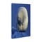Stupell Industries Contemplation Polar Bear Canvas Wall Art Design by Shane Lamb